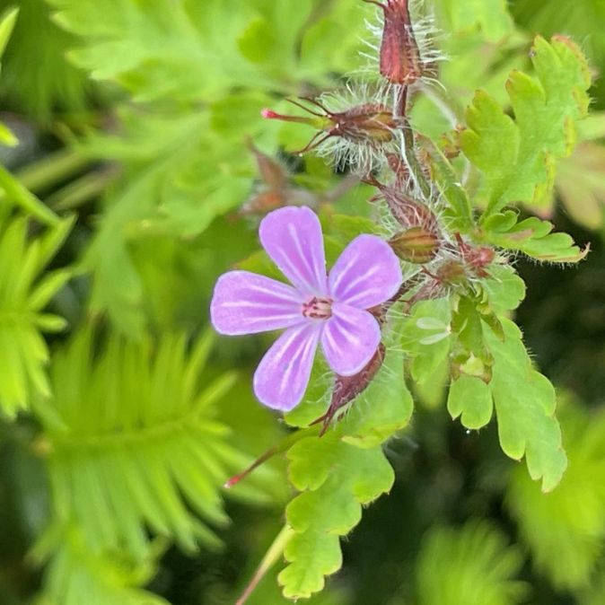 Altes Wissen Beitragsbild Blog Stinkender Storchenschnabel