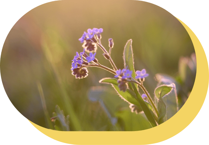 Altes Wissen Heilpflanze