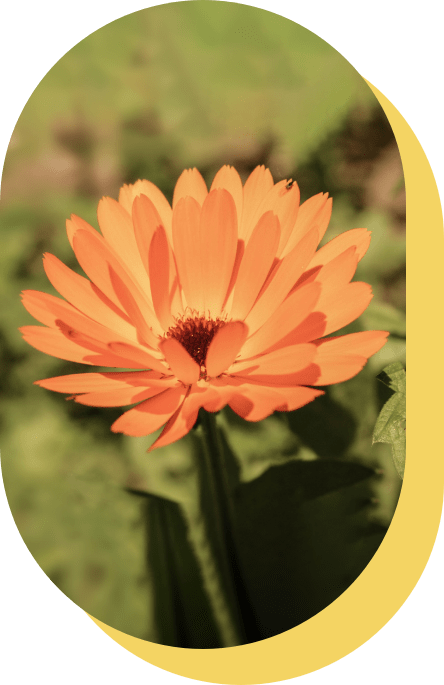 Altes Wissen - Heilkräuter Ringelblume