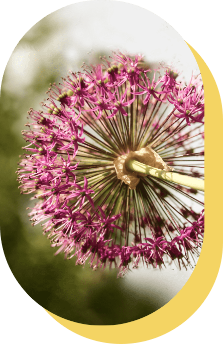 Altes Wissen - Allium