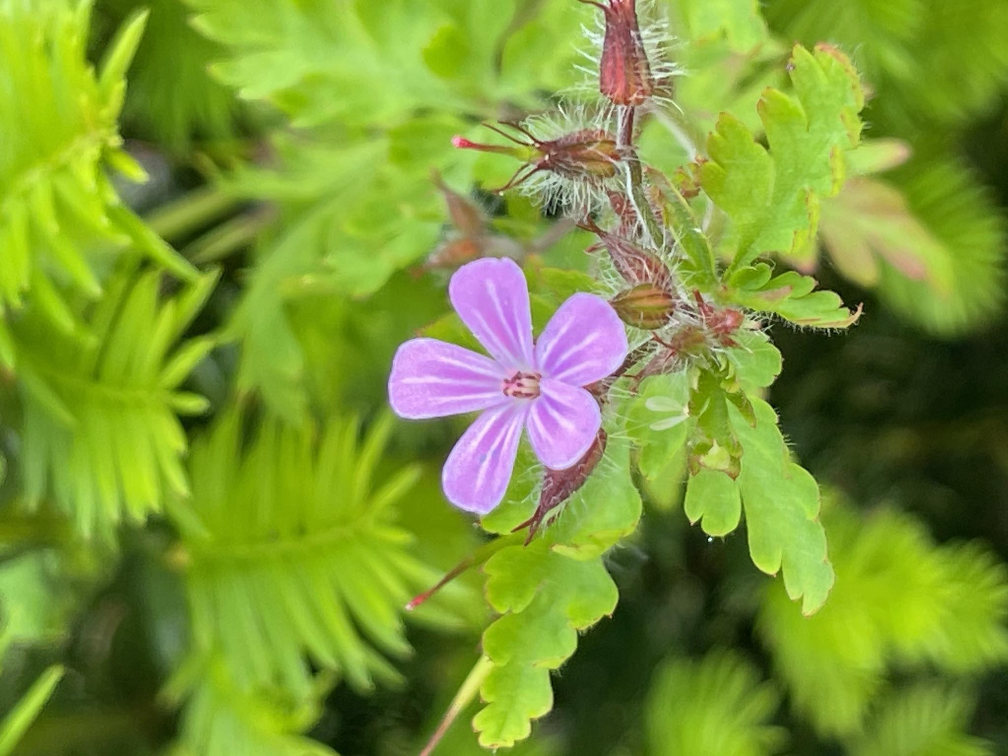 Altes Wissen Beitragsbild - Stinkender Storchenschnabel