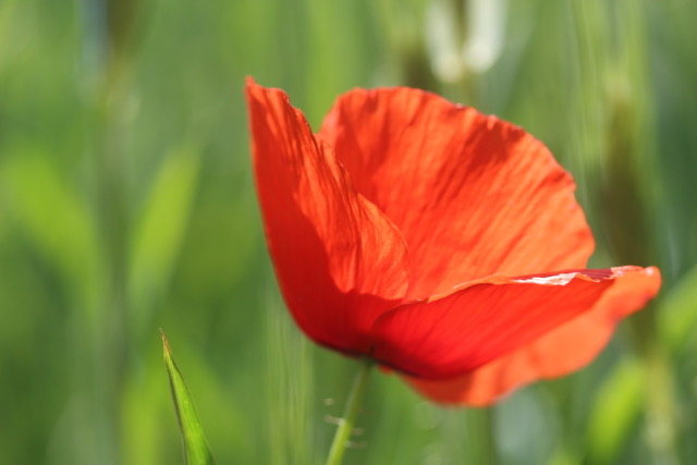 Kurzausbildung - Der Weg der Schoßraumhüterinnen – Bild 3